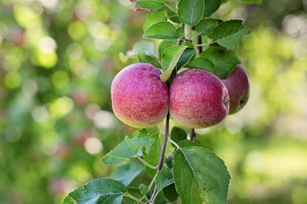 Genesis 3:6 FEATURED