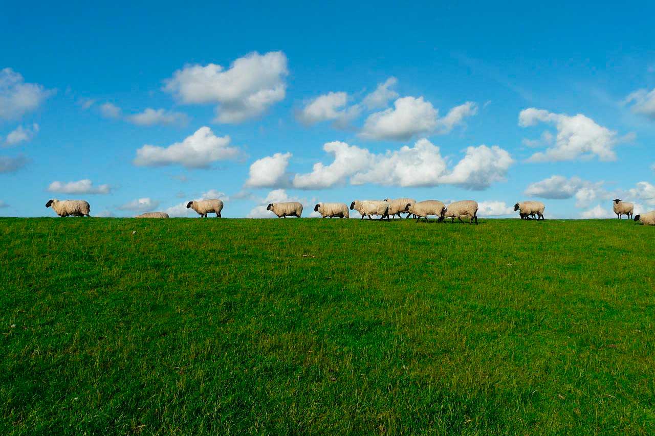 Parable of the Crossroads