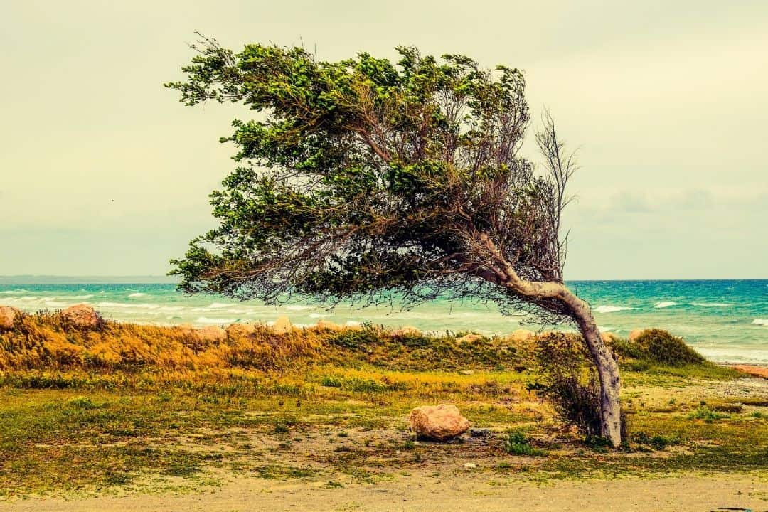 Ecclesiastes 1:6 Tree