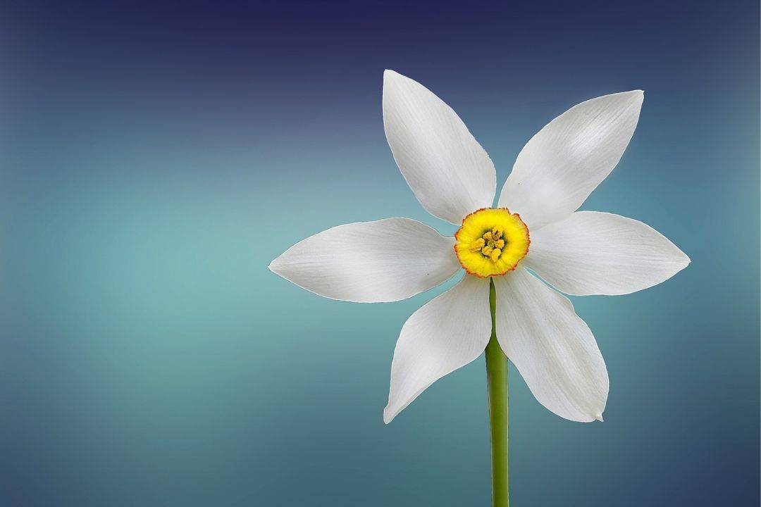 Genesis 50:20 Flower