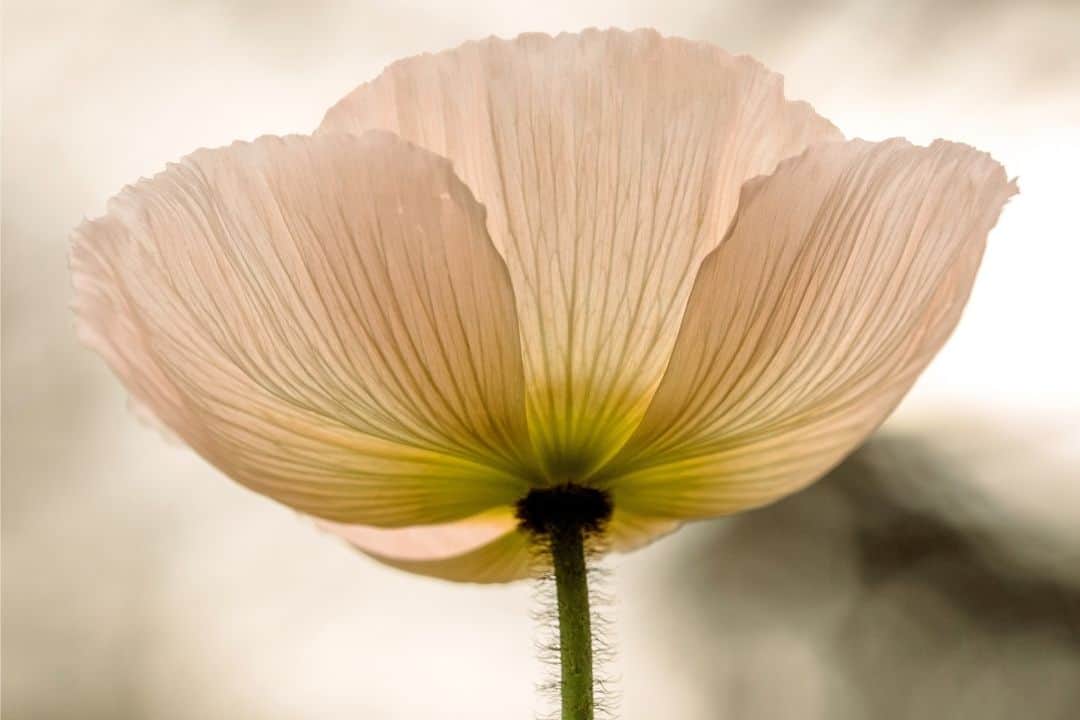 Colossians 3:16 Flower