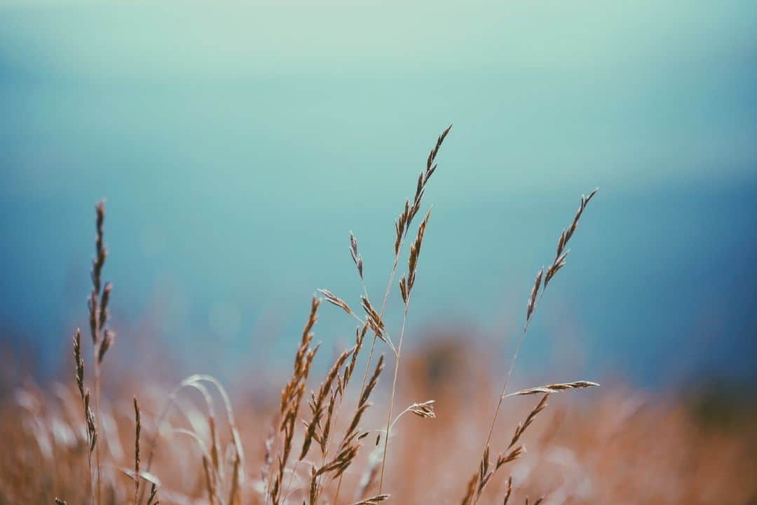 Deuteronomy 8:9 Wheat