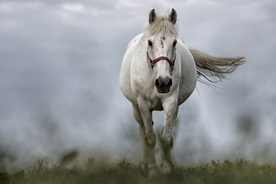 Revelation 6:2 White Horse