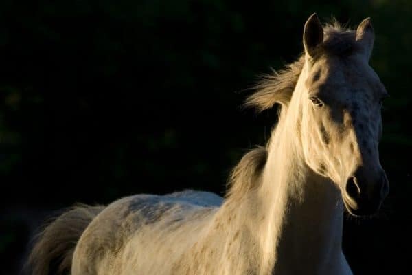 Revelation 6:8 Pale Horse