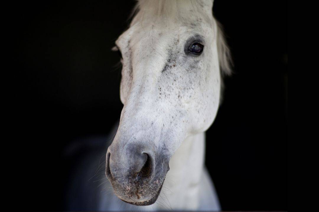 Revelation 19:11 White Horse