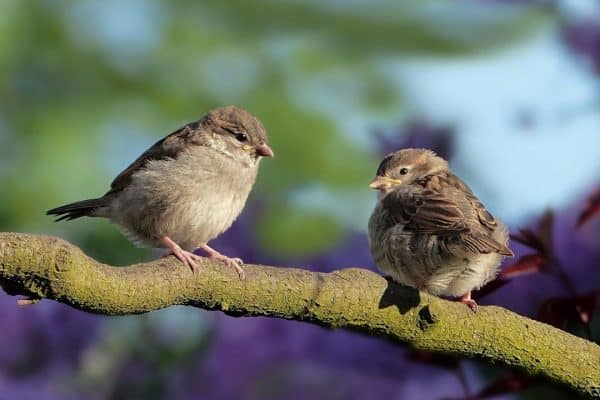 Luke 12:6-7 Sparrows