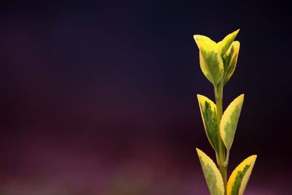 Ecclesiastes 3:2 Plant