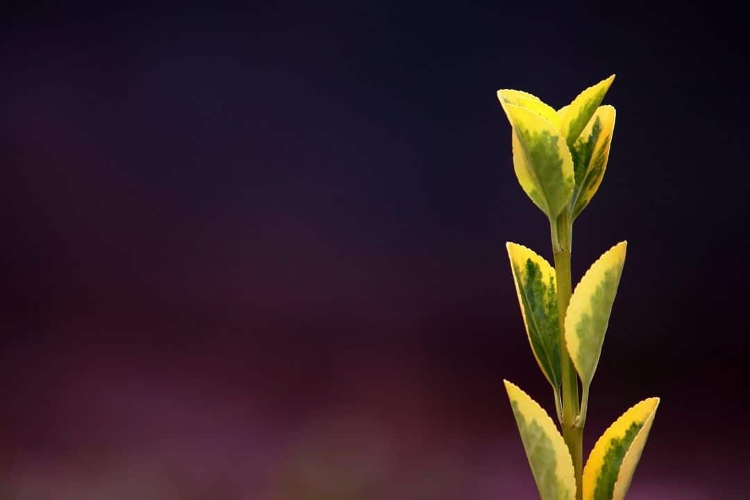 Ecclesiastes 3:2 Plant