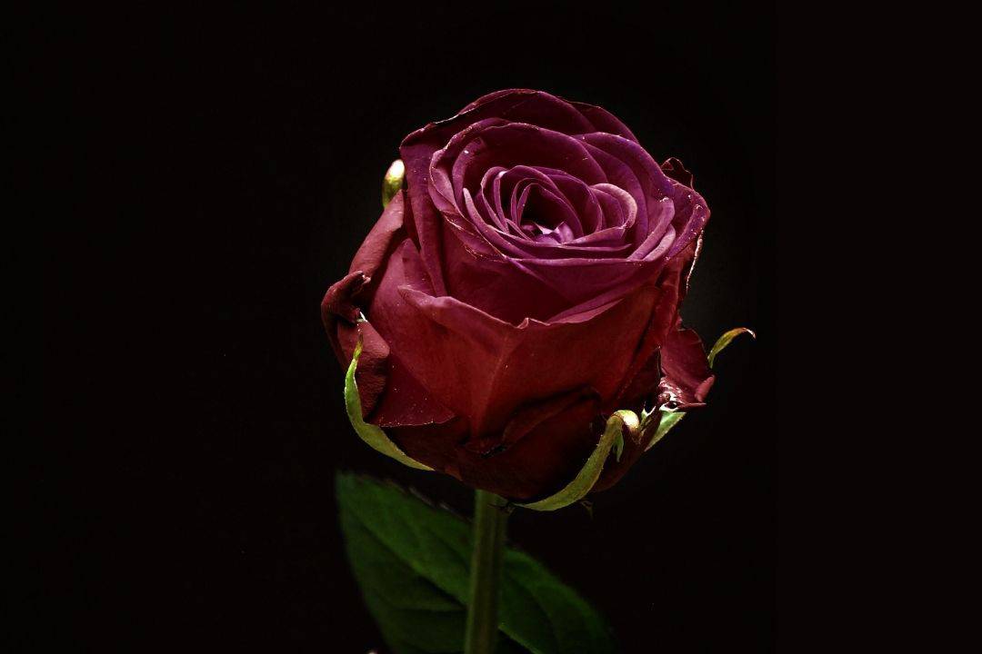 Ecclesiastes 3:4 Rose