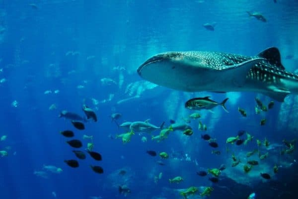 Genesis 1:21 Sea Creatures