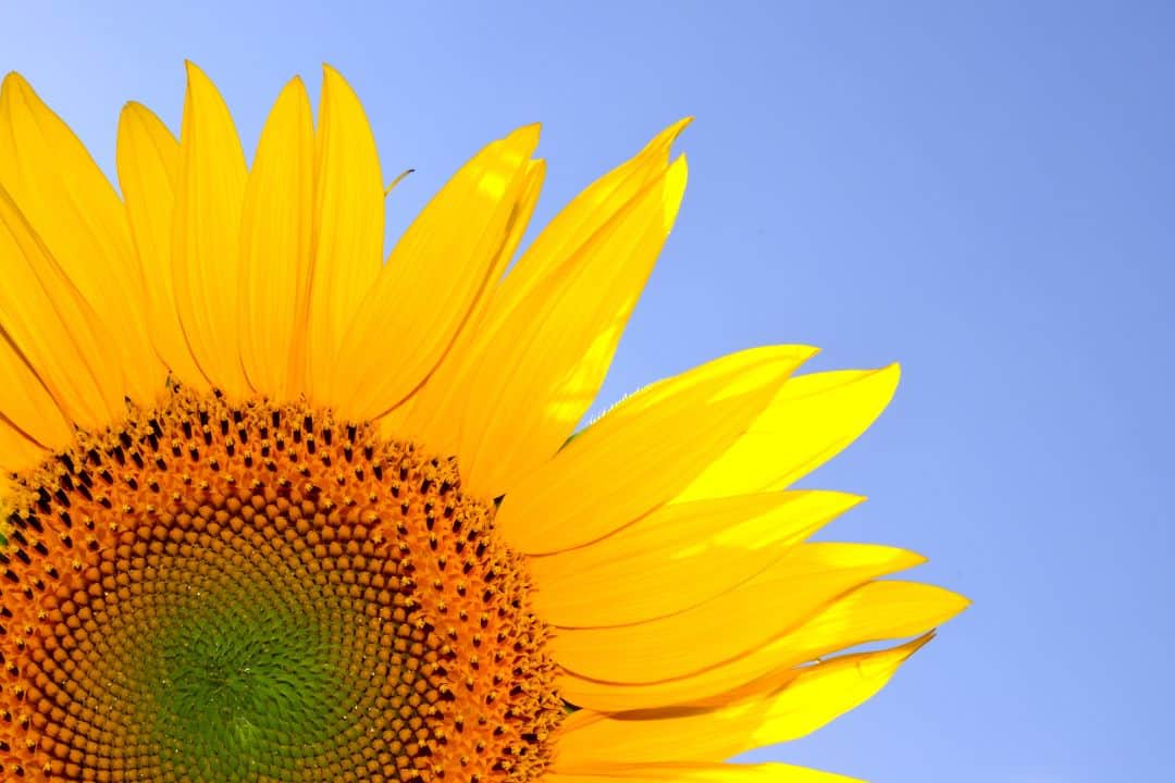 John 11:25 Sunflower