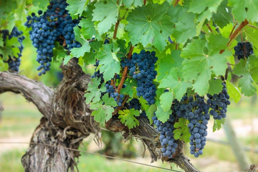 Faith, the Incorruptible Seed and Bearing Fruit