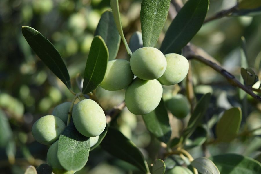 Olive Tree Fruit
